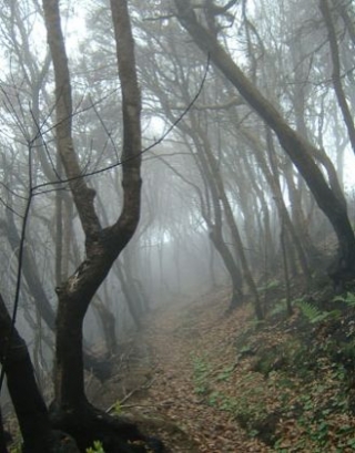 Senderismo por bosques de encuanto